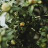 Zanzibar Safflower