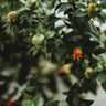 Zanzibar Safflower