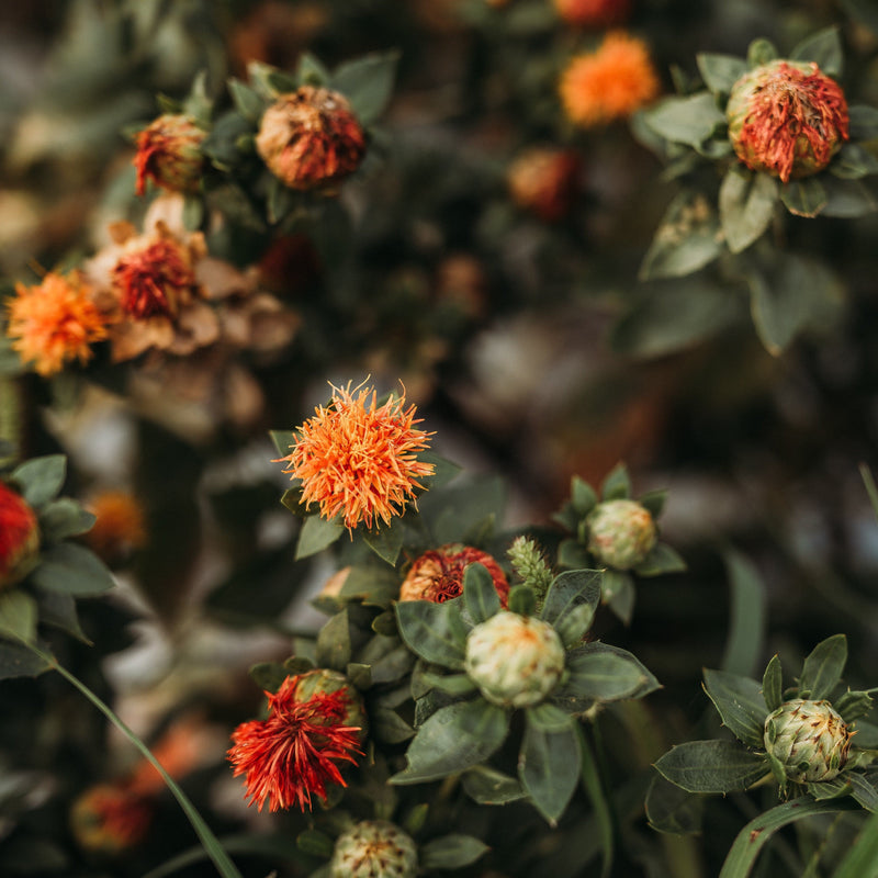 Zanzibar Safflower