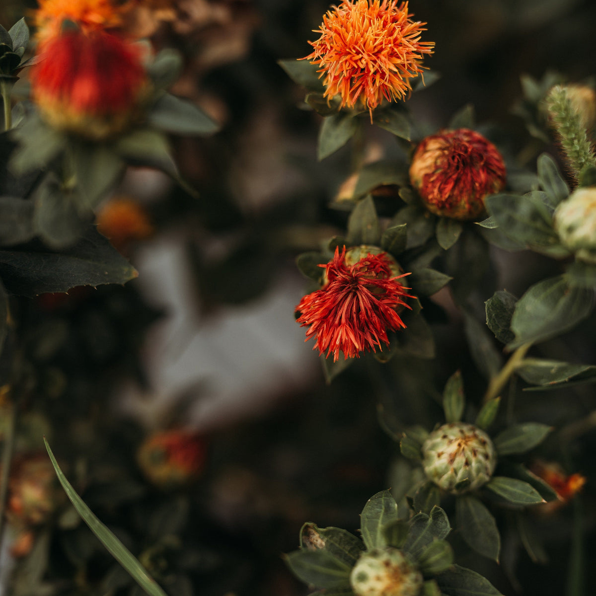 Zanzibar Safflower