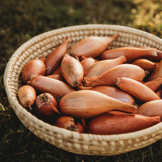 Zebrune Shallot (Cuisse de Poulet du Poitou)