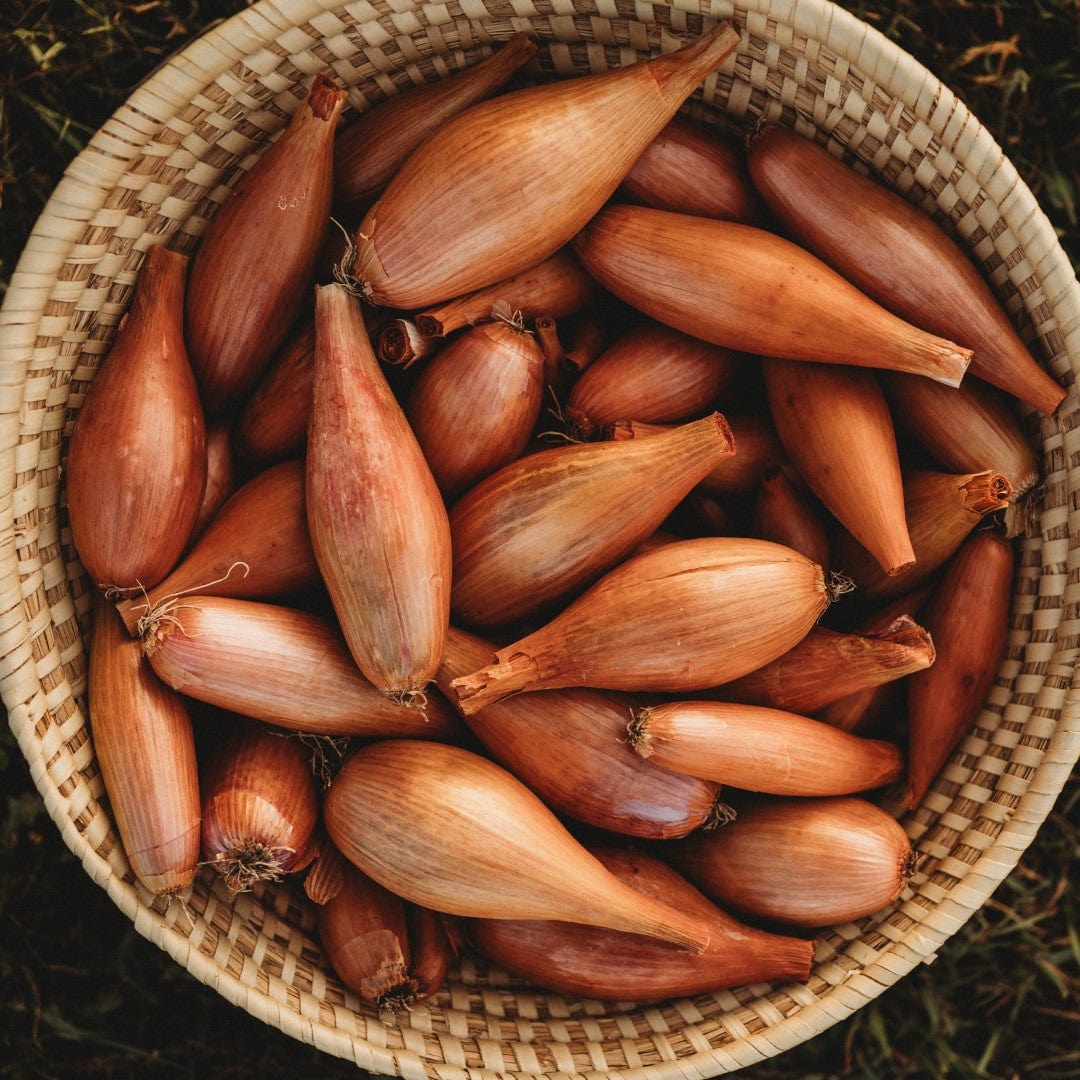 Zebrune Shallot (Cuisse de Poulet du Poitou)