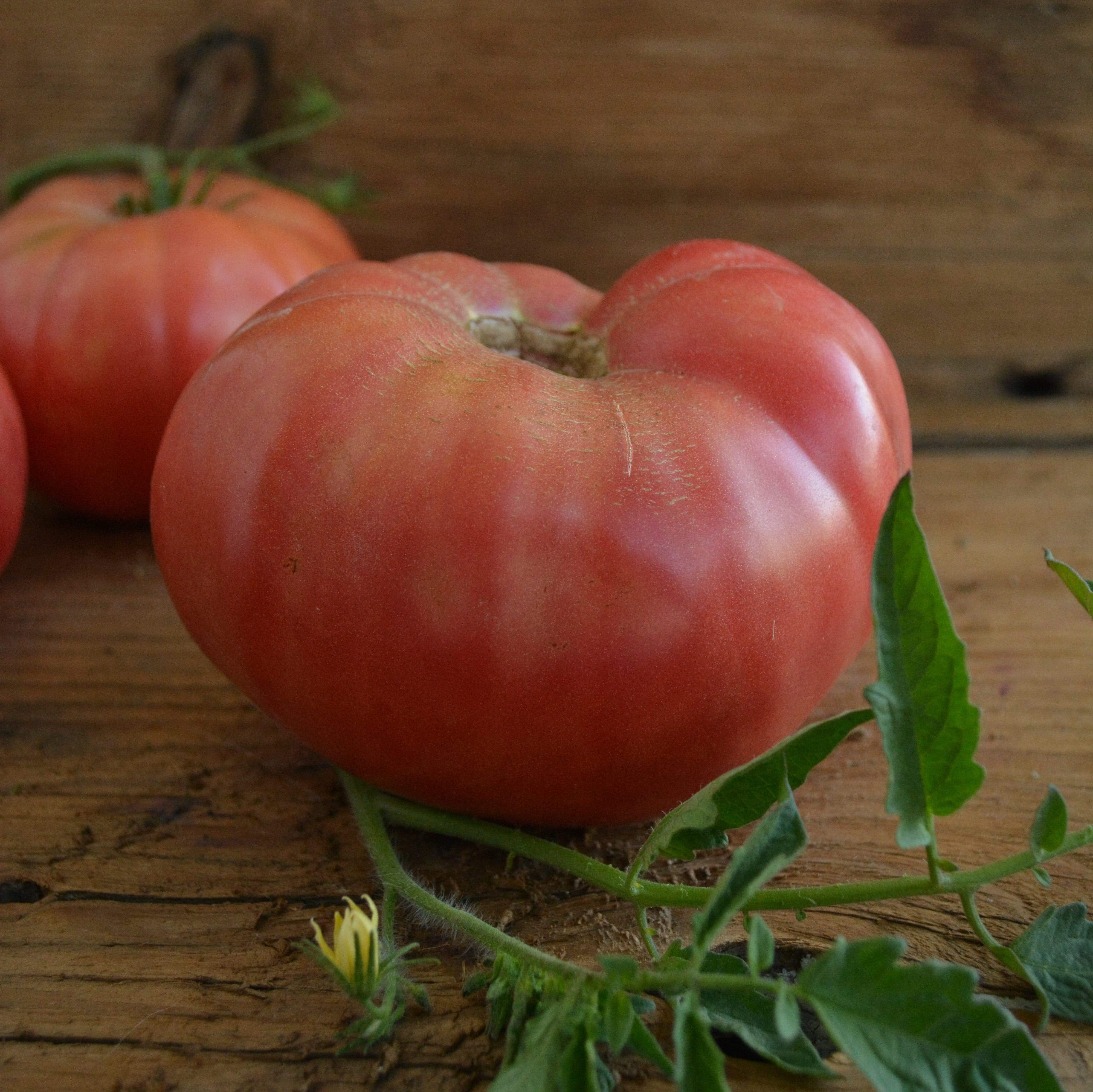 1884 Tomato Seeds
