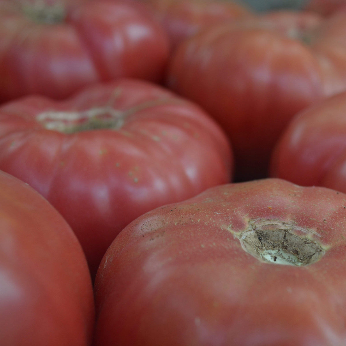 1884 Heirloom Tomato