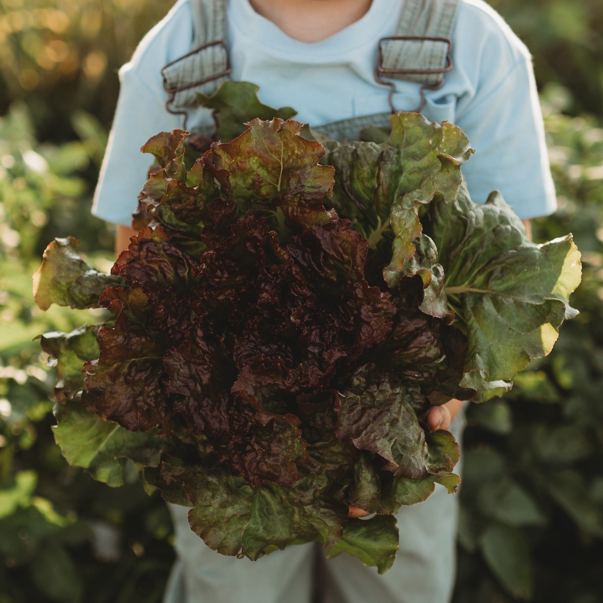 Prizehead Leaf Lettuce