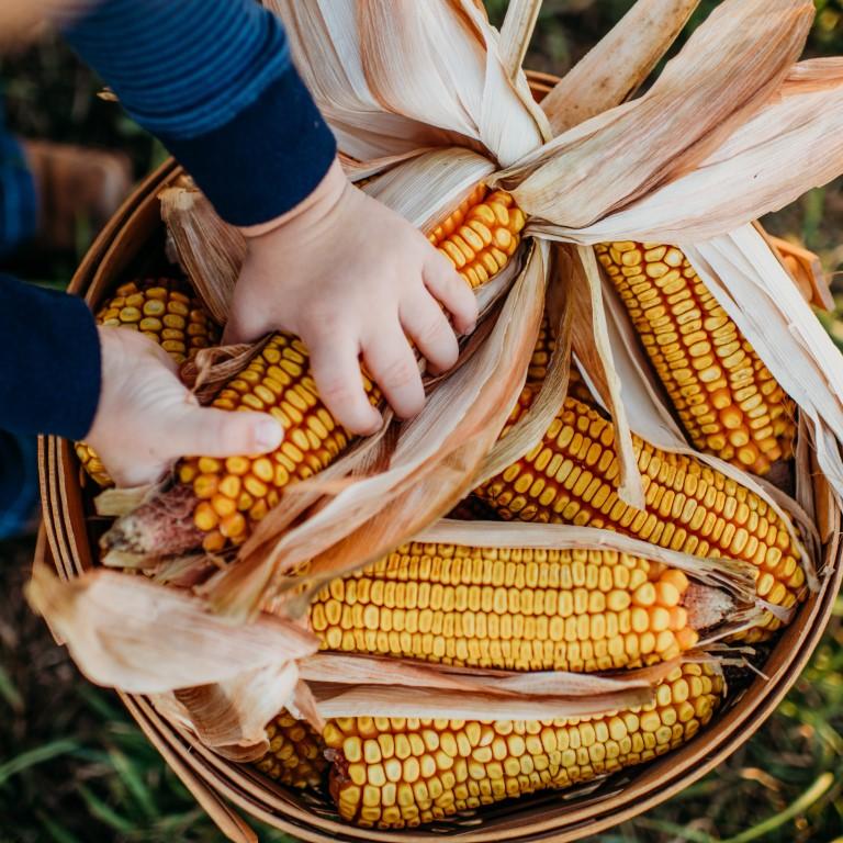 Wachter's True Gold Dent Corn - Thresh Seed Co.