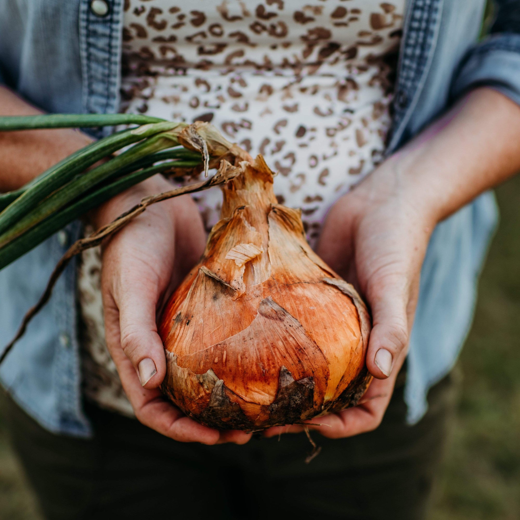 Ailsa Craig Heirloom Yellow Onion