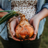 Ailsa Craig Heirloom Onion Seeds