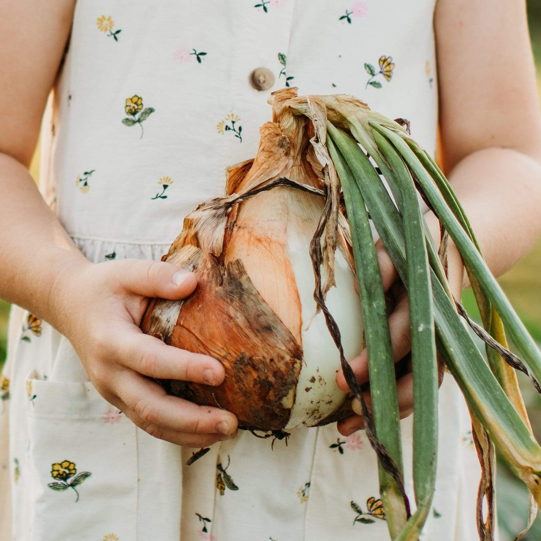 Ailsa Craig Heirloom Onion Seeds