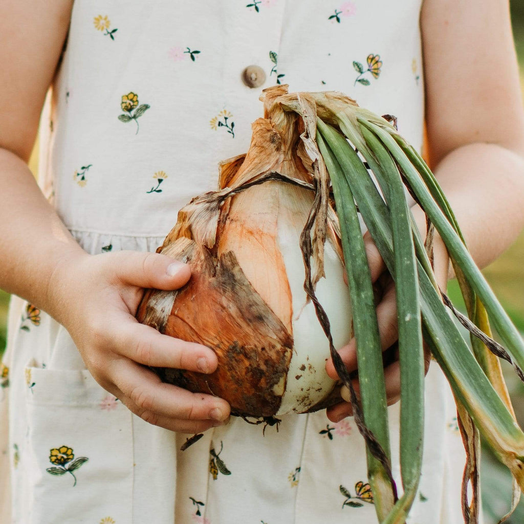 Ailsa Craig Heirloom Onion Seeds
