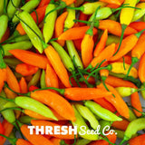 Thresh Seed Co Aji amarillo chile pepper