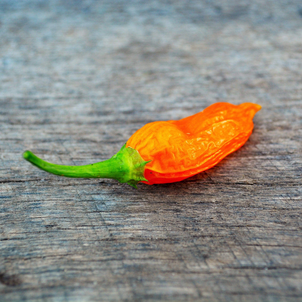 Aji amarillo chile pepper