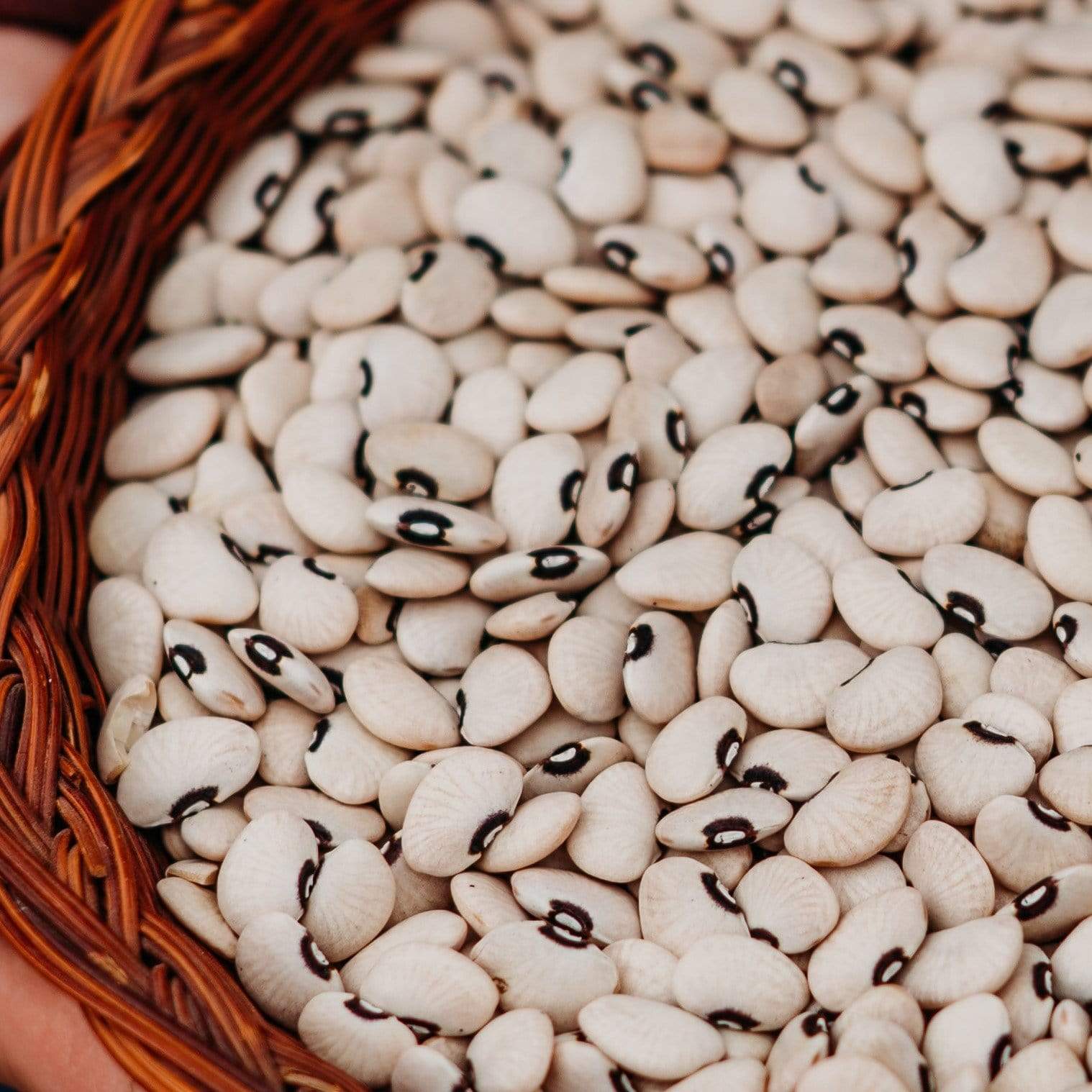Alabama Blackeye Lima Bean (Butterbean) Seeds
