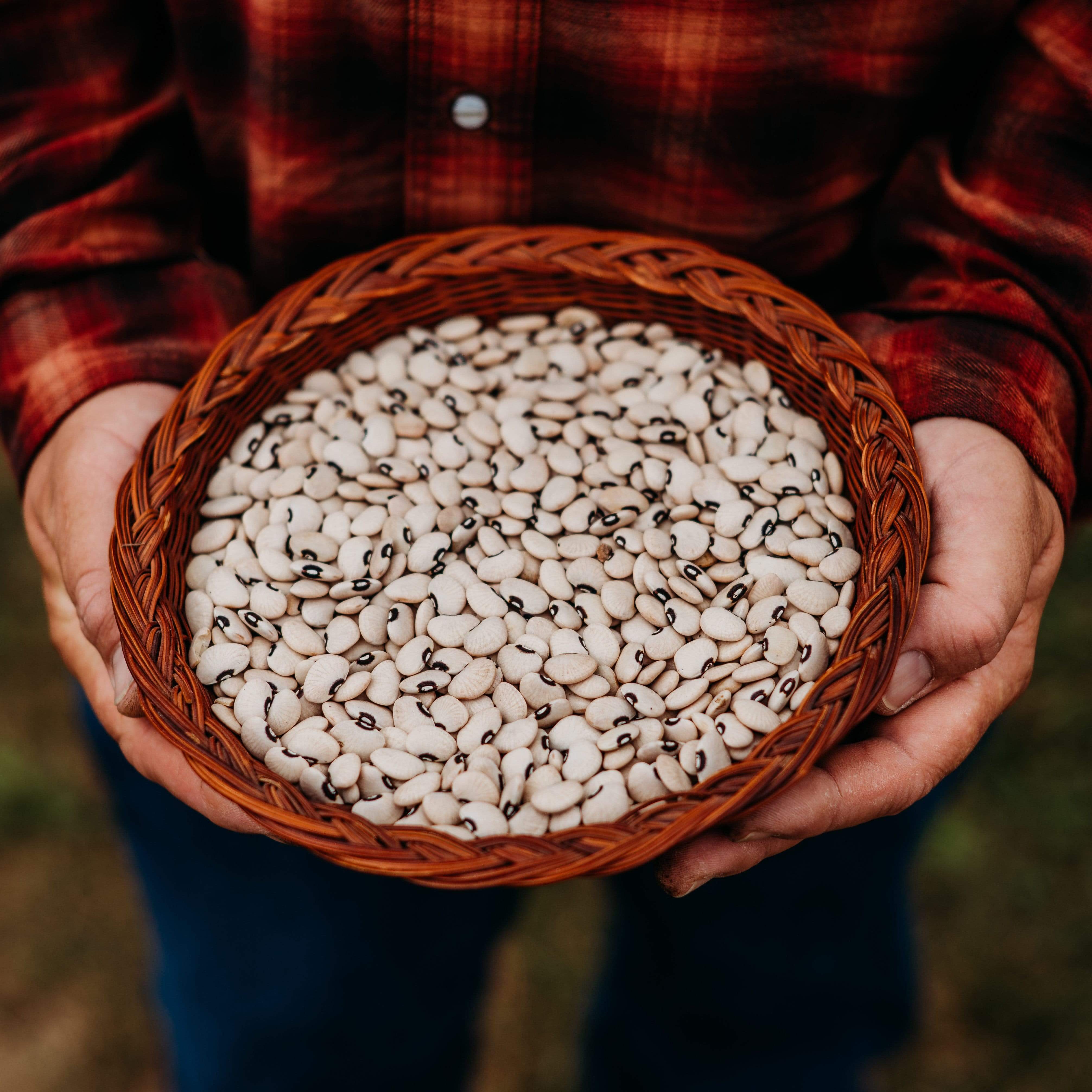 Heirloom Shelling Beans – Thresh Seed Co.