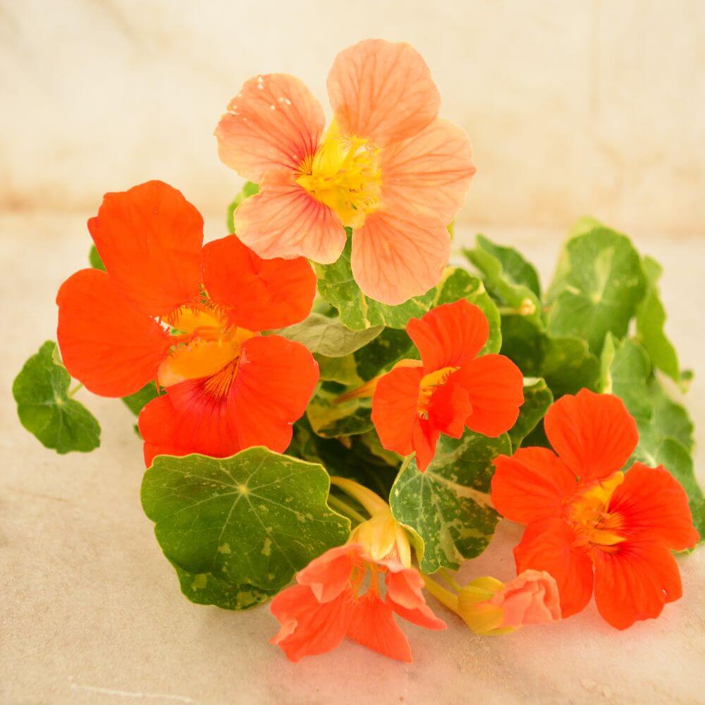 Heirloom Flowers - Alaska nasturtium