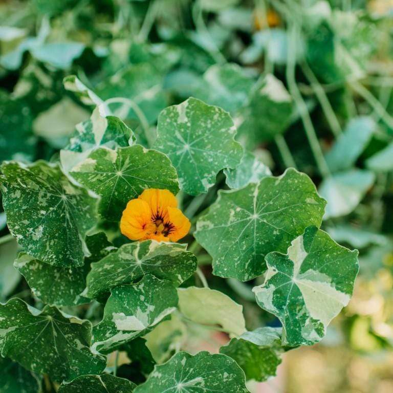 Alaska Nasturtium