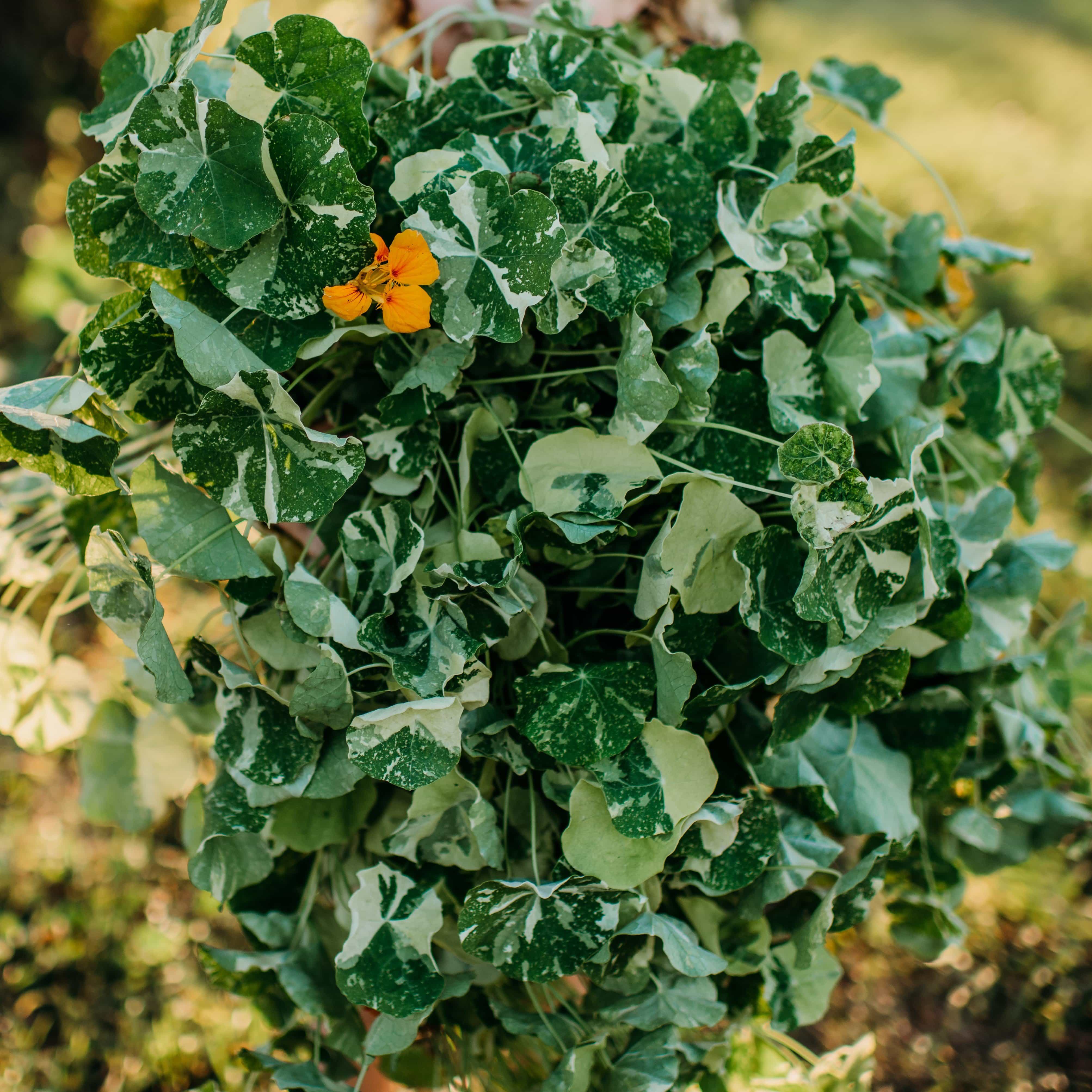 Alaska Nasturtium Seeds