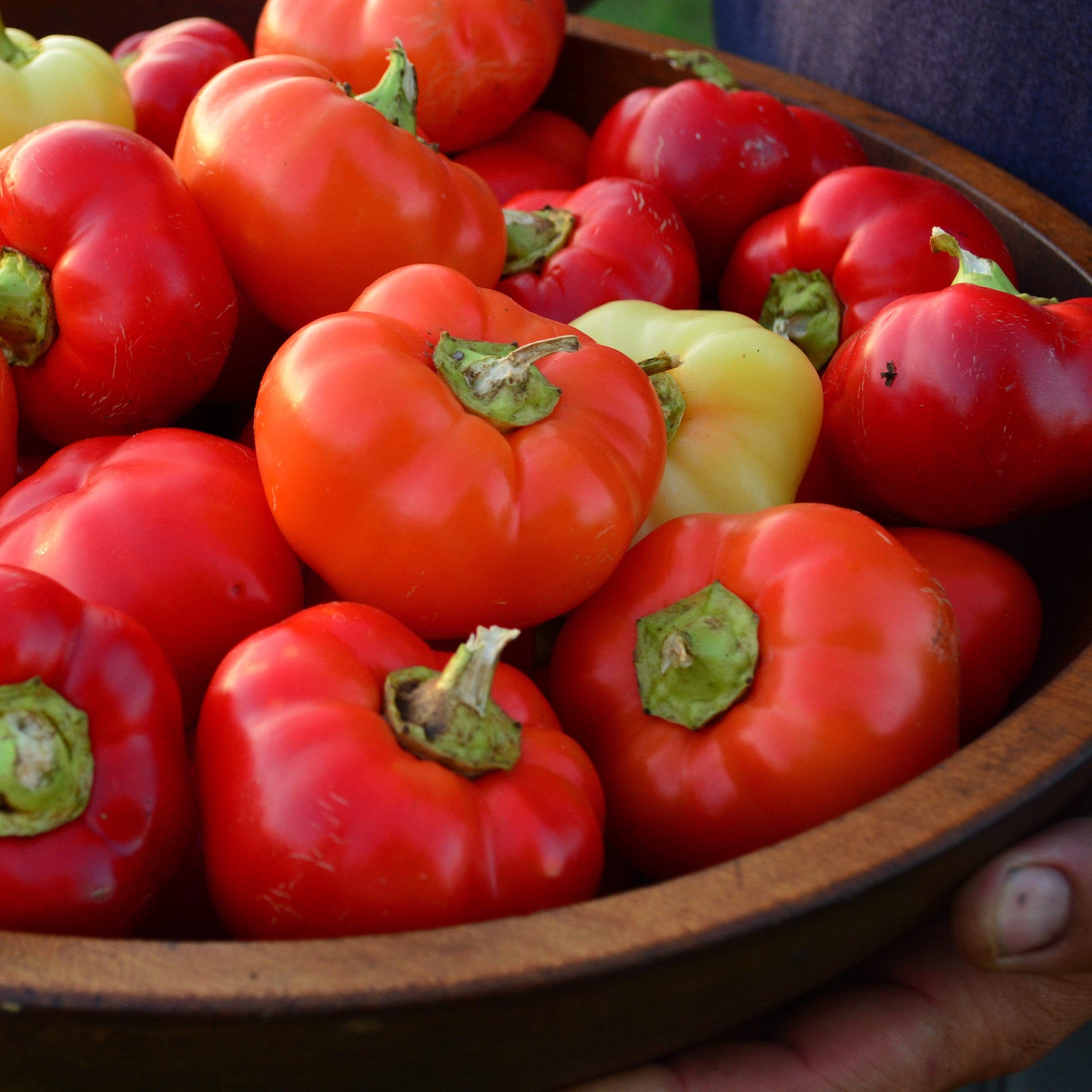 paprika plant seeds Alma Paprika Pepper Seeds
