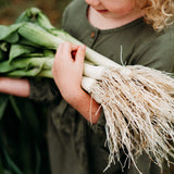 American Flag Leek Seeds