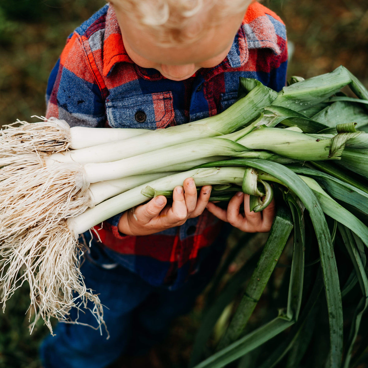 American Flag Heirloom Leek