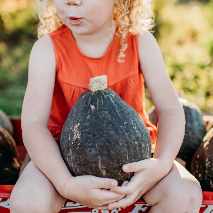 Anna Swartz Hubbard Squash Seeds