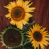 Arikara Sunflower Seeds