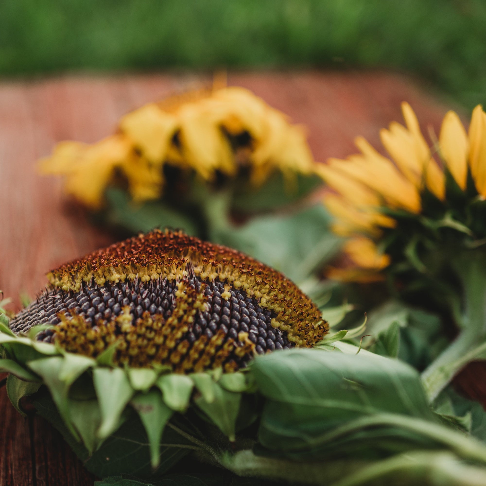 sunflower seeds flower Arikara Sunflower, Packet (50 Seeds)