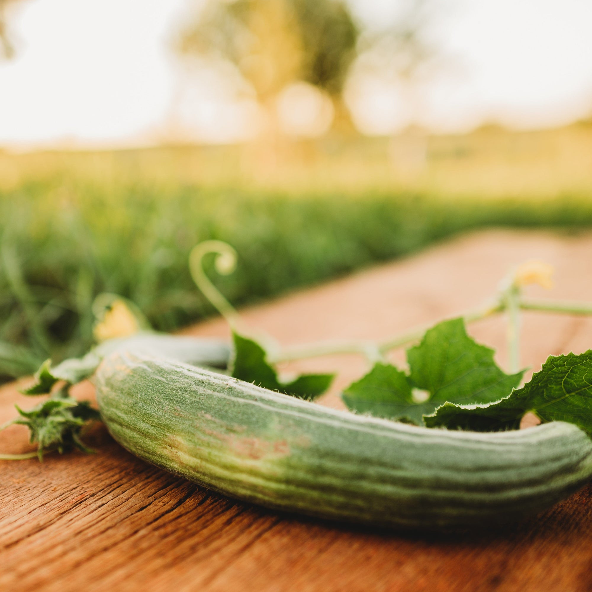 Armenian Cucumber (Yard Long Cucumber)