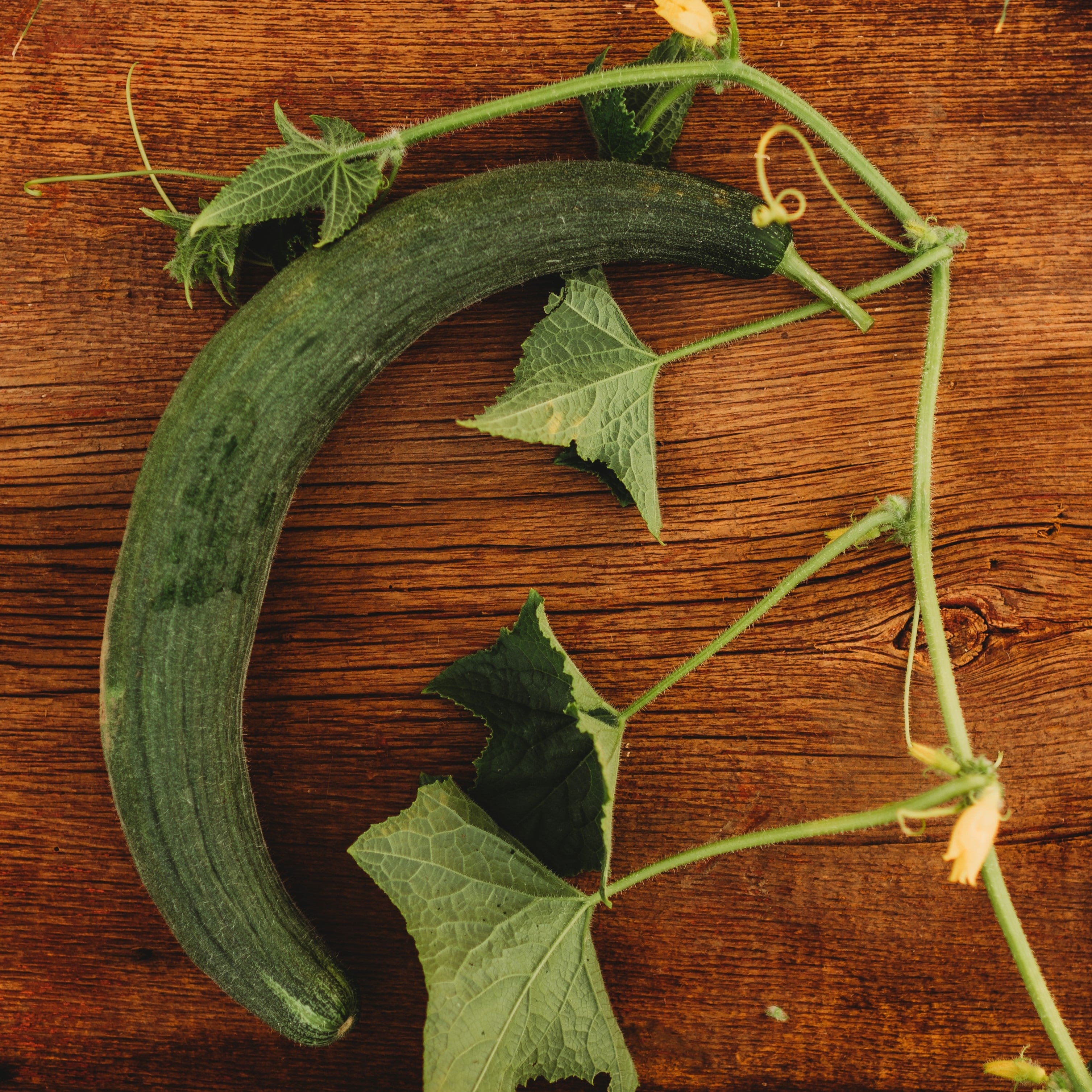 Armenian Yard Long Cucumber Seeds
