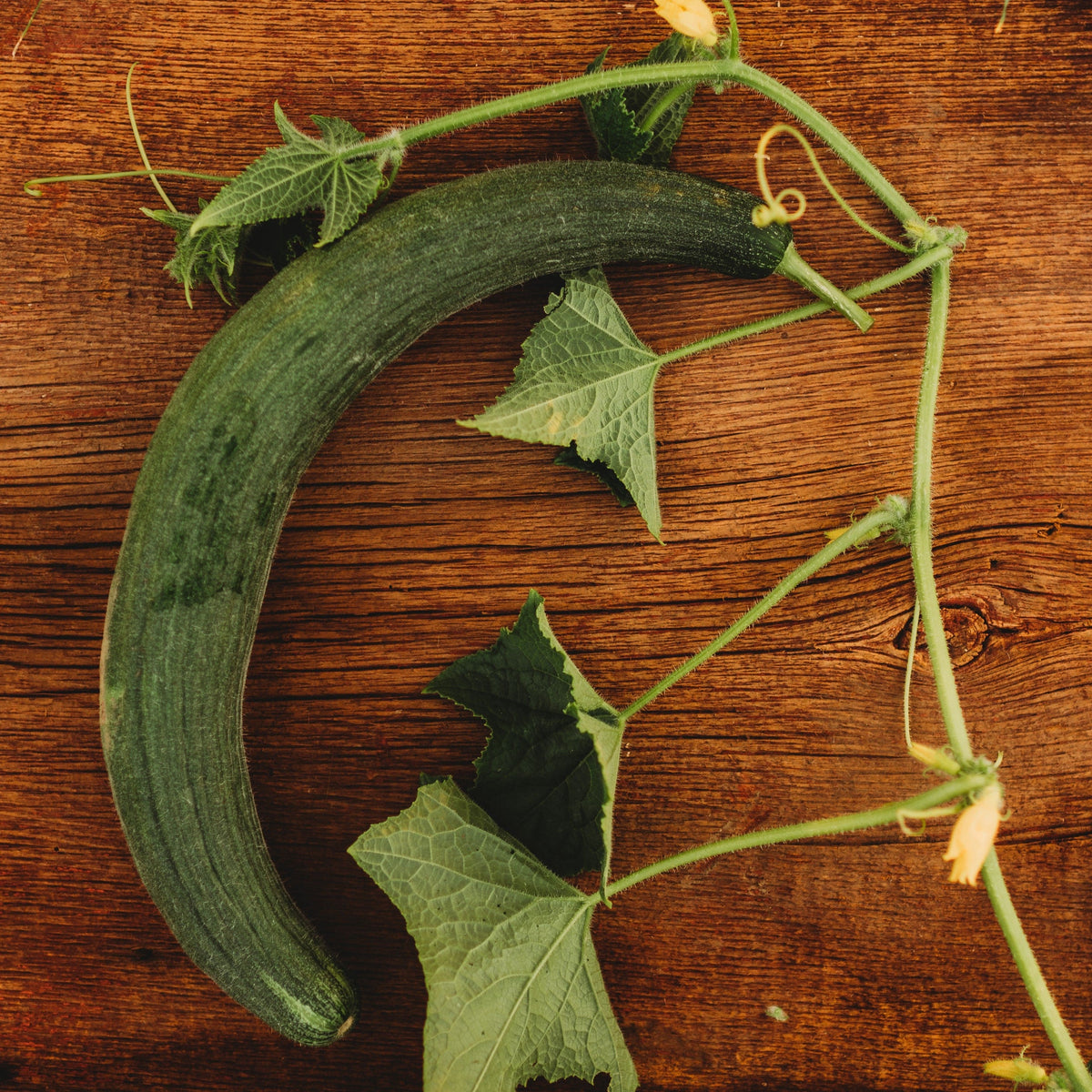 Armenian Cucumber (Yard Long Cucumber)