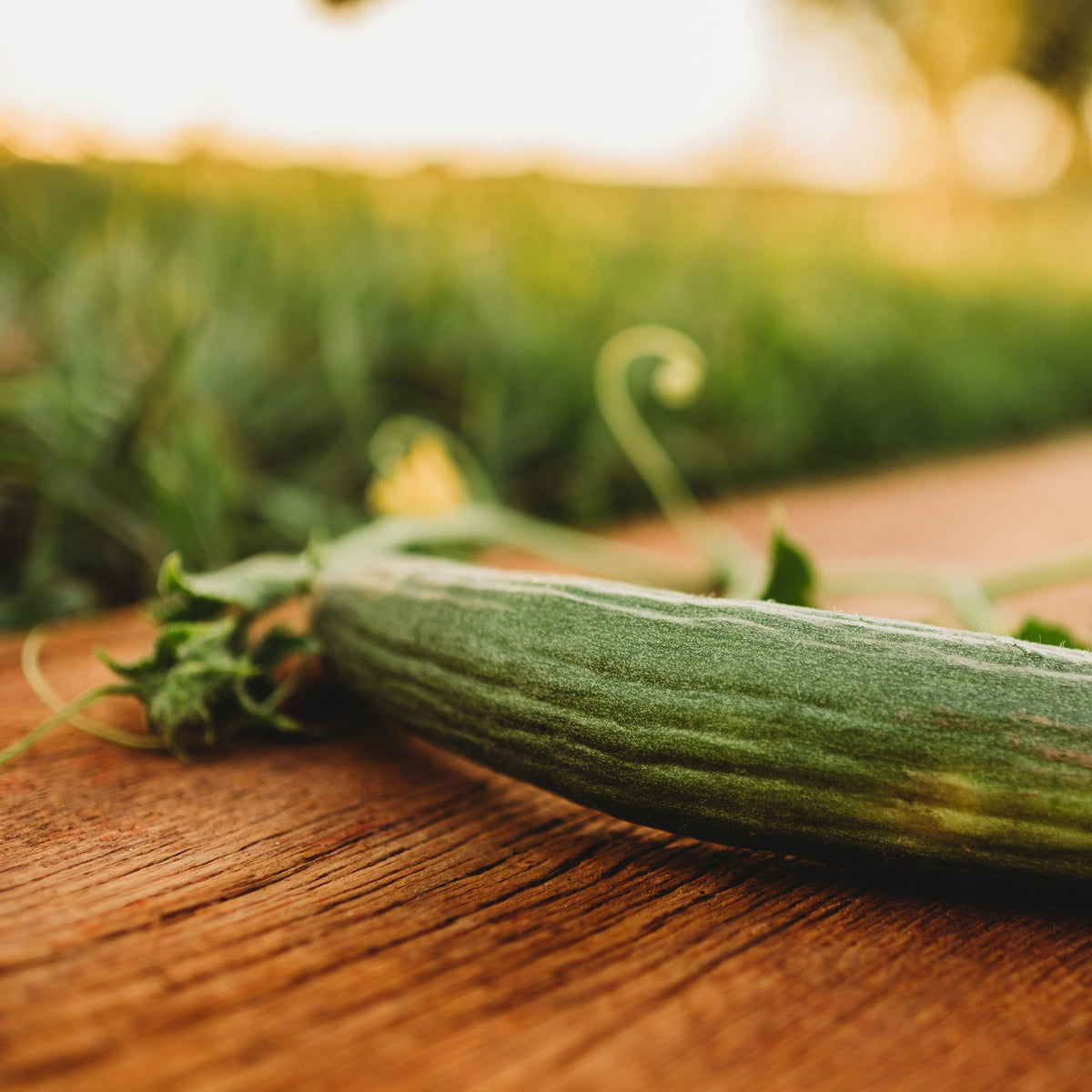 Armenian Cucumber (Yard Long Cucumber)