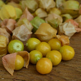 Aunt Molly's Ground Cherry Seeds