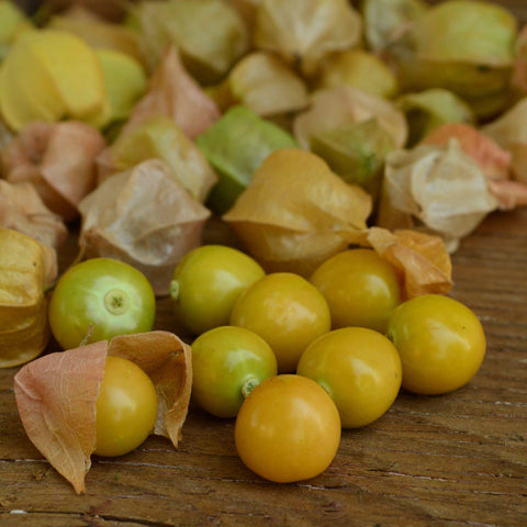 Aunt Molly's Ground Cherry Seeds