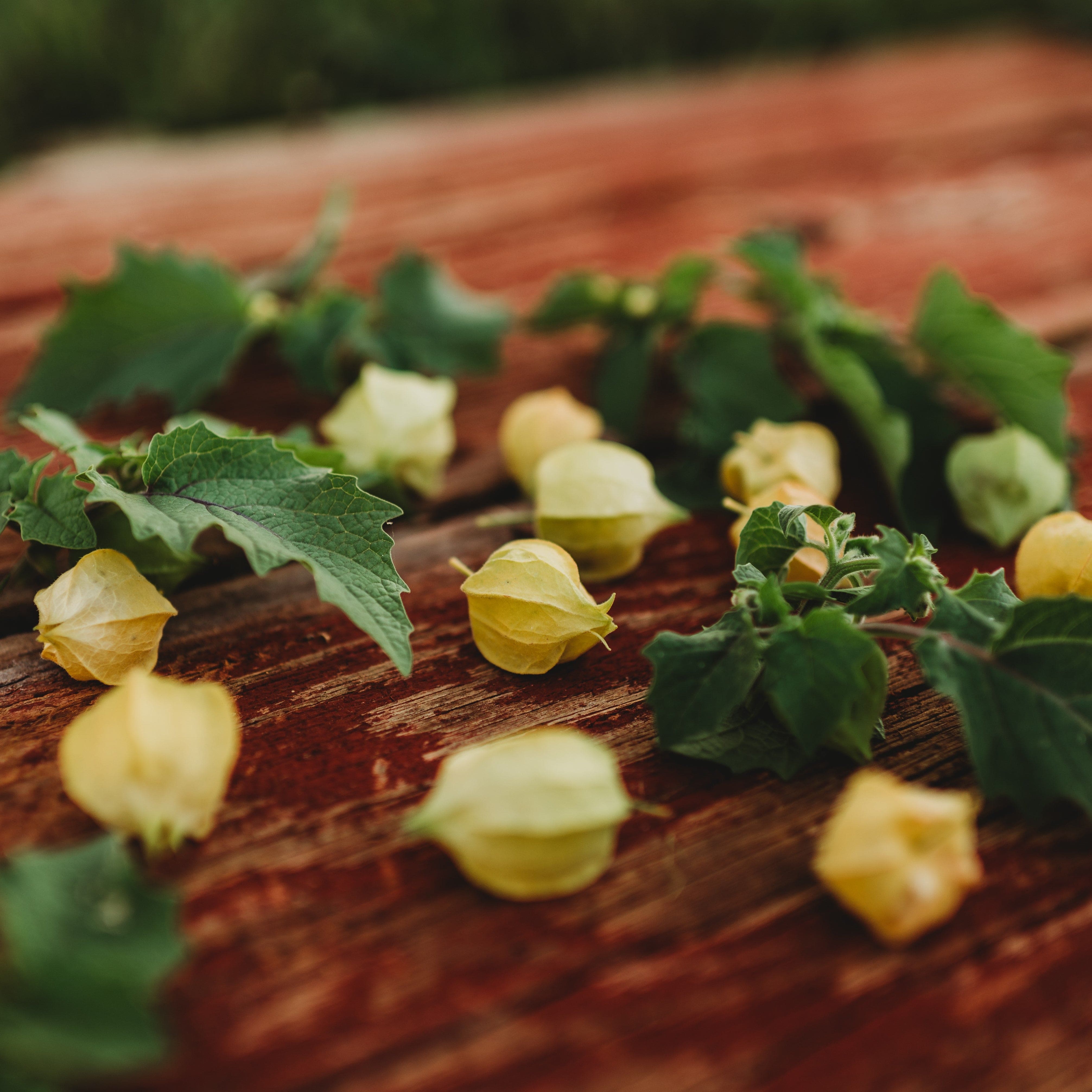 Aunt Molly's Ground Cherry Seeds
