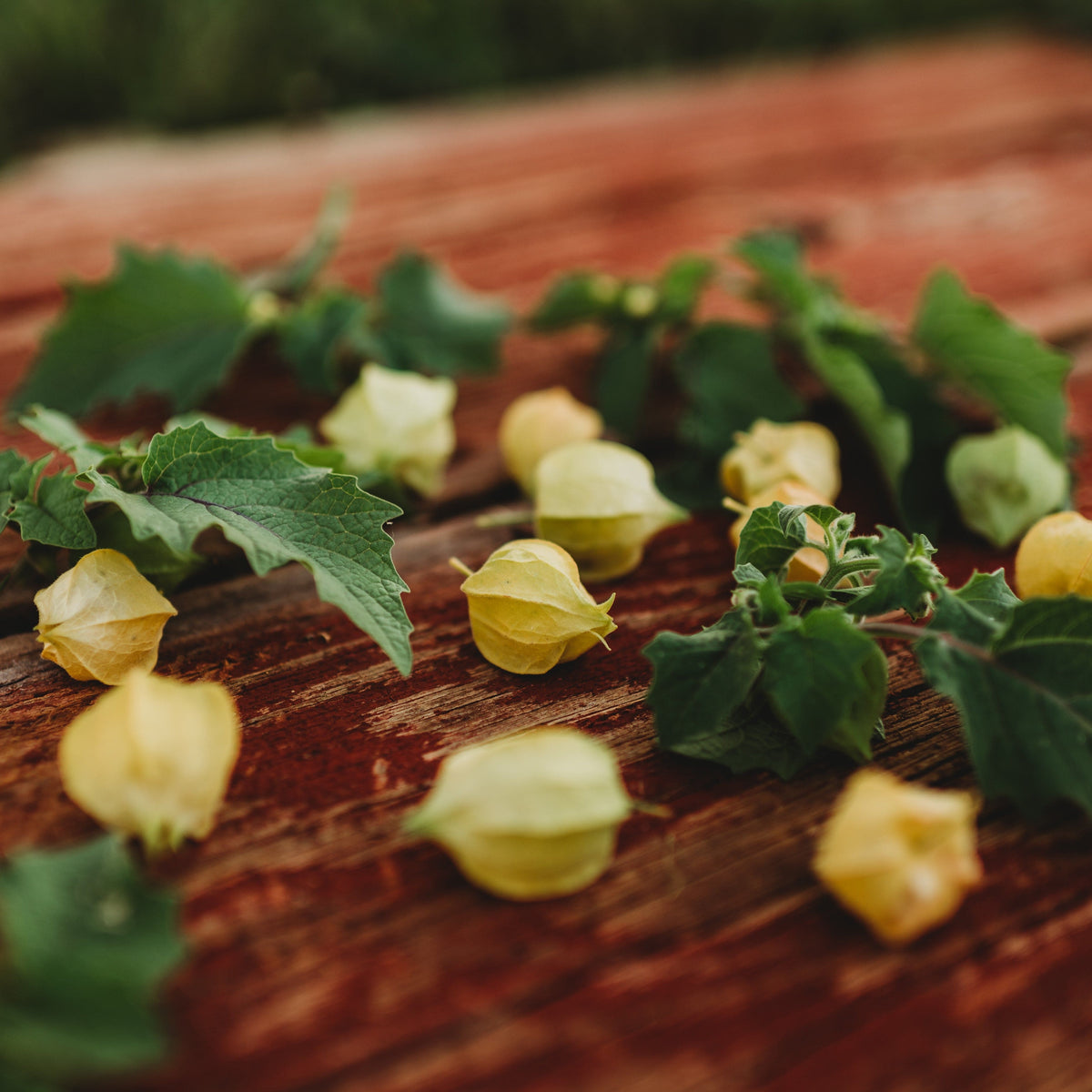 Aunt Molly&#39;s Ground Cherry