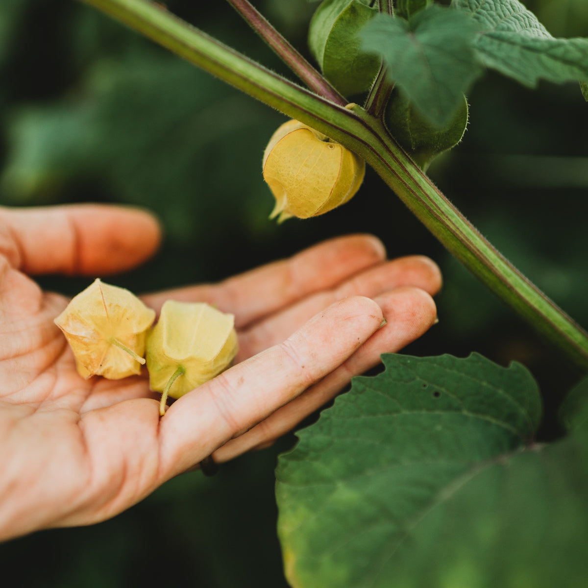 Aunt Molly&#39;s Ground Cherry