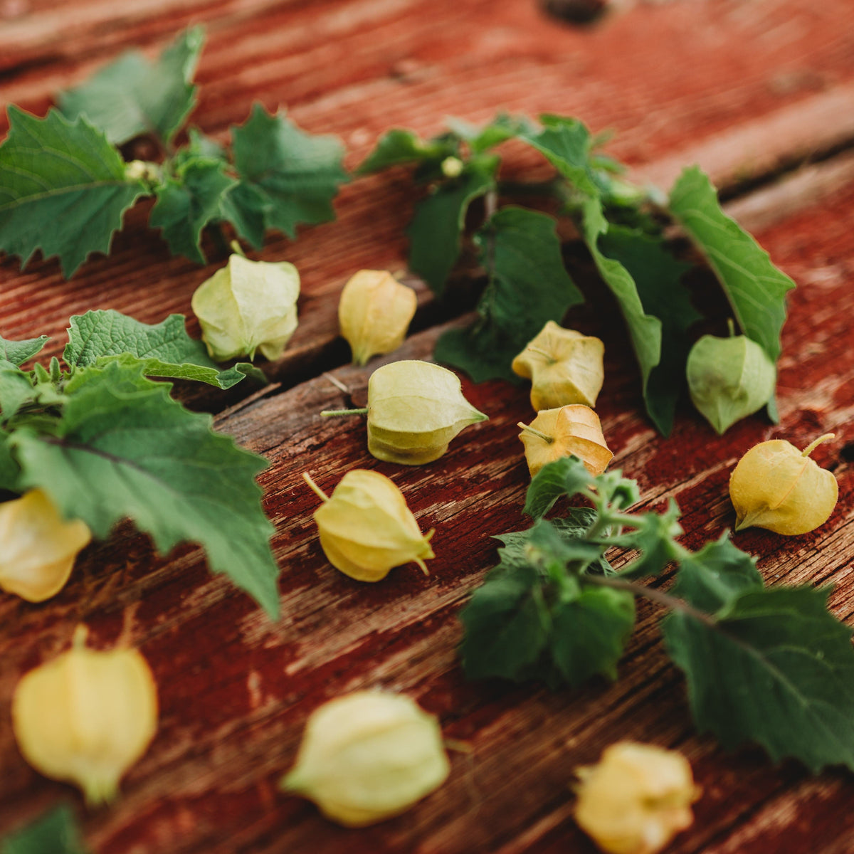 Aunt Molly&#39;s Ground Cherry