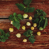 Aunt Molly's Ground Cherry Seeds