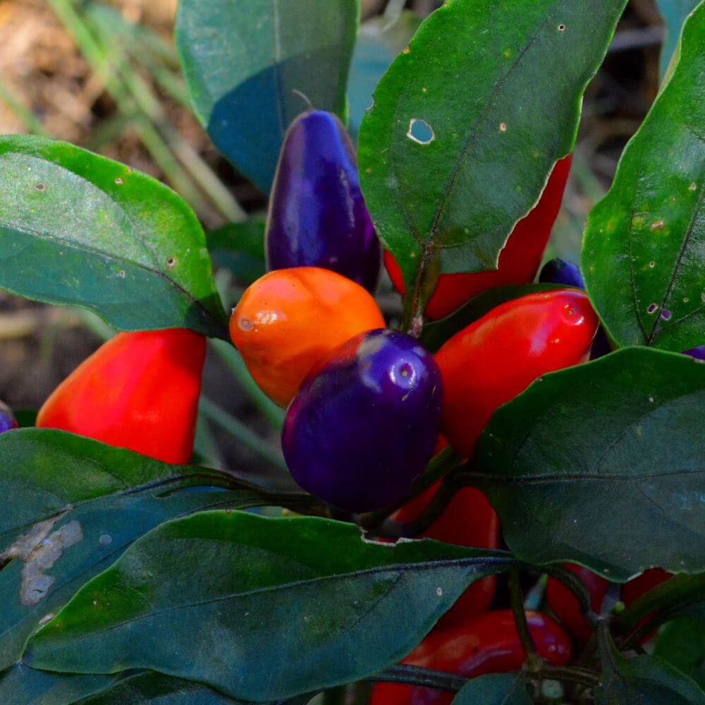 Aurora Chile Peppers growing