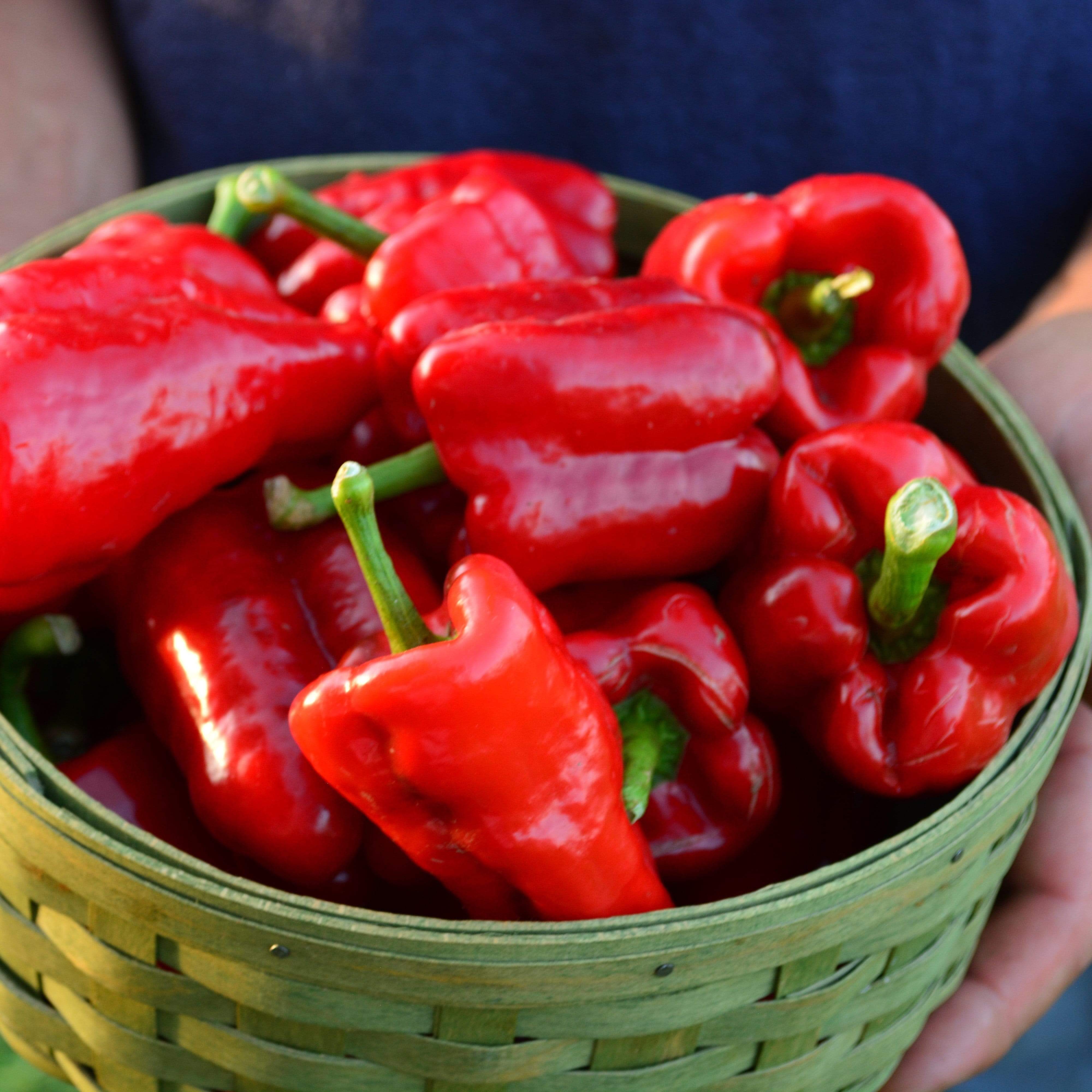 Ausilio Thin Skin Italian Sweet Pepper Seeds