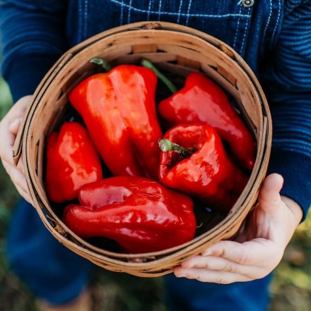 Ausilio Thin Skinned Italian Sweet Pepper Seeds
