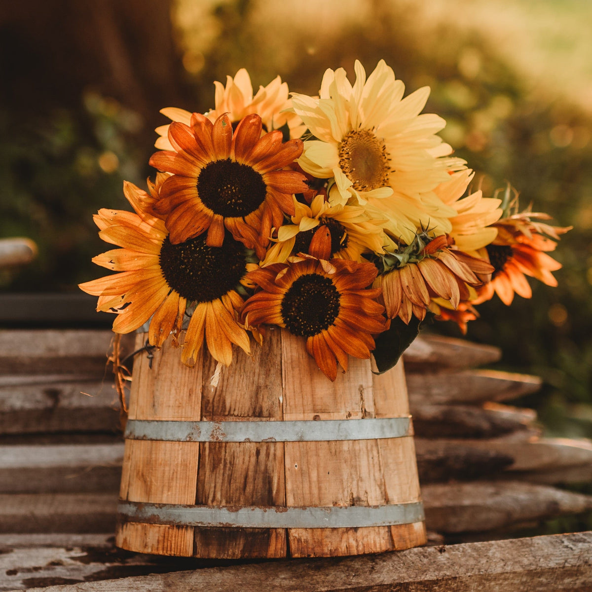 Autumn Beauty Sunflower Mix