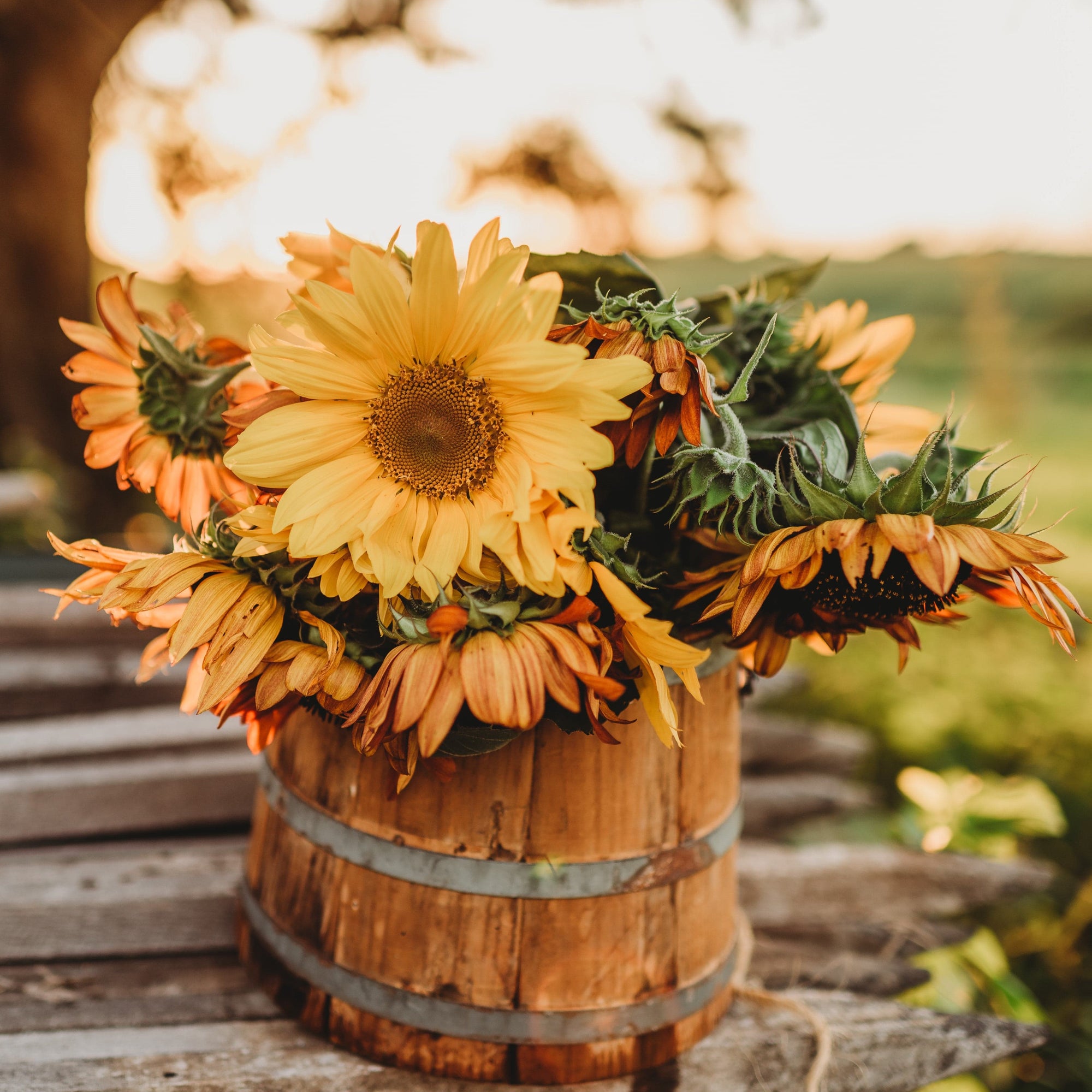 Autumn Beauty Sunflower Mix