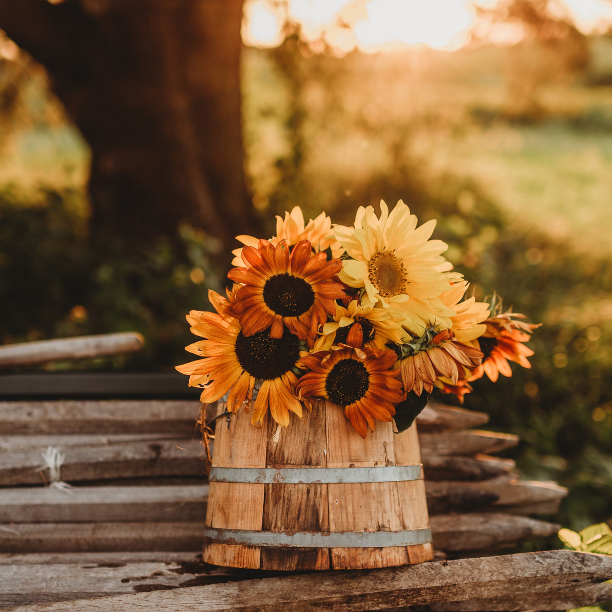 Autumn Beauty Sunflower Mix