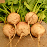 Avalanche Beet