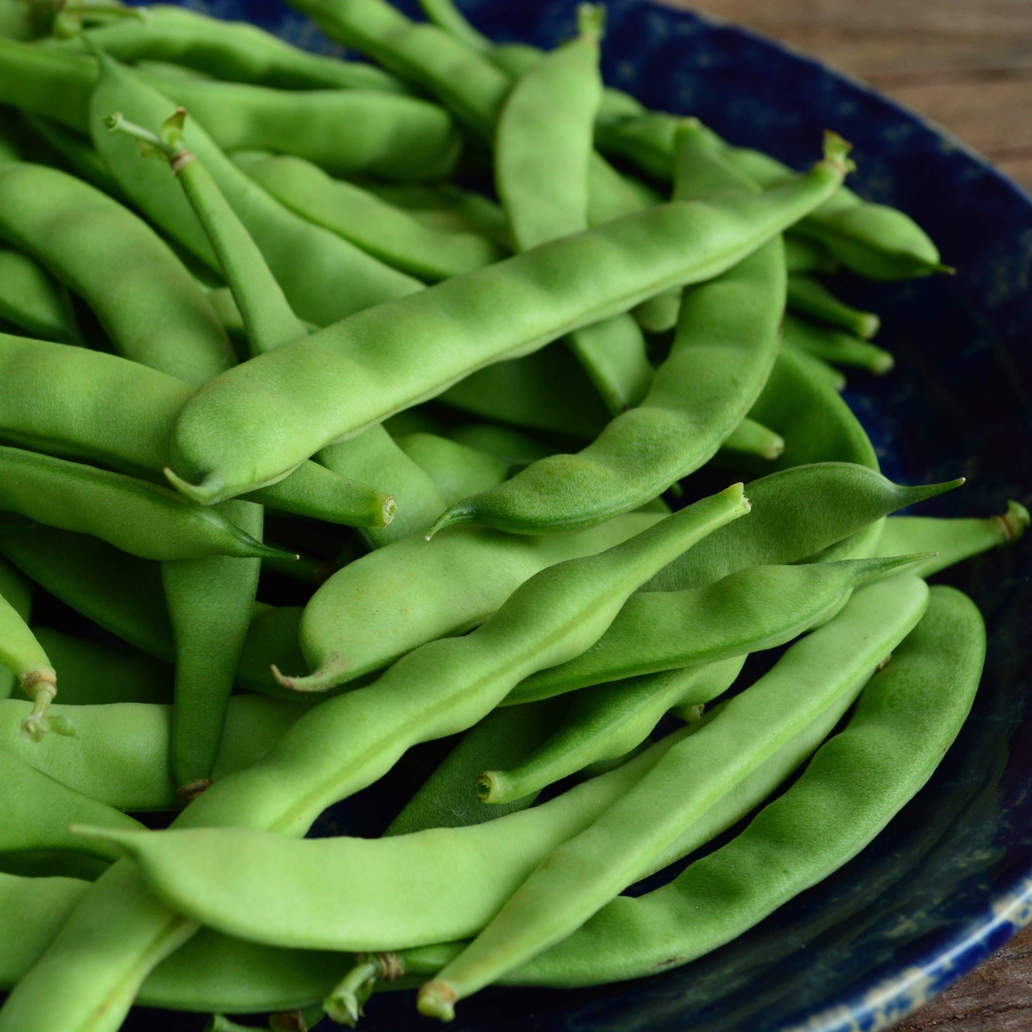 Ayşe Kadin Fasulye Pole Bean – Thresh Seed Co.
