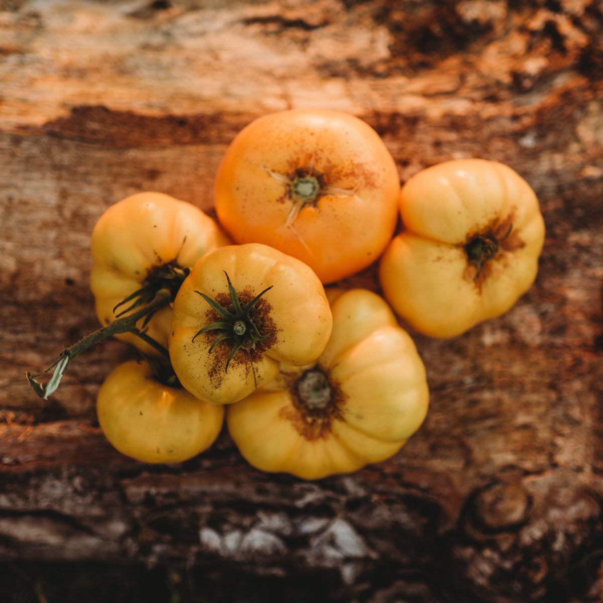 Azoychka Yellow Slicing Tomato