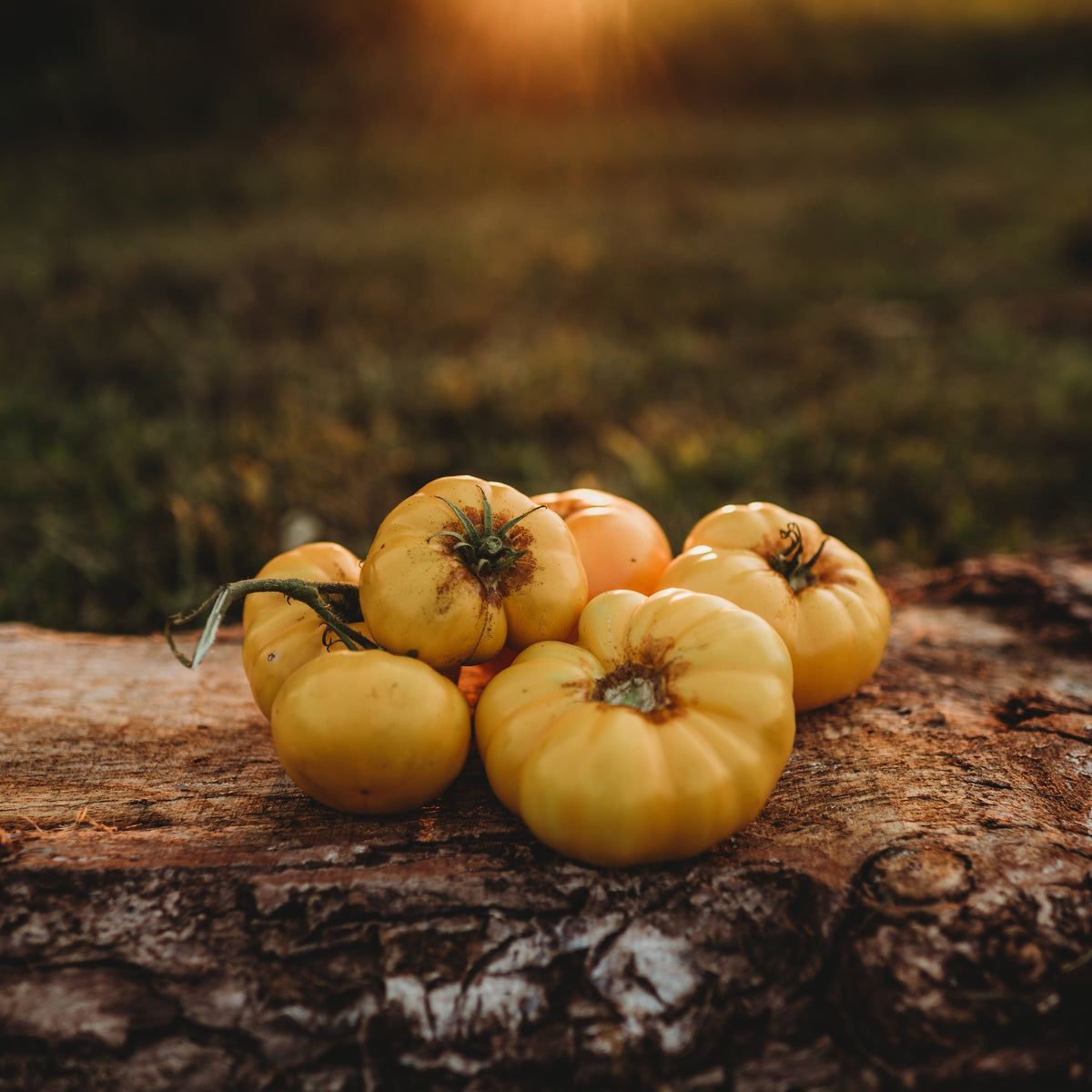 Azoychka Yellow Slicing Tomato