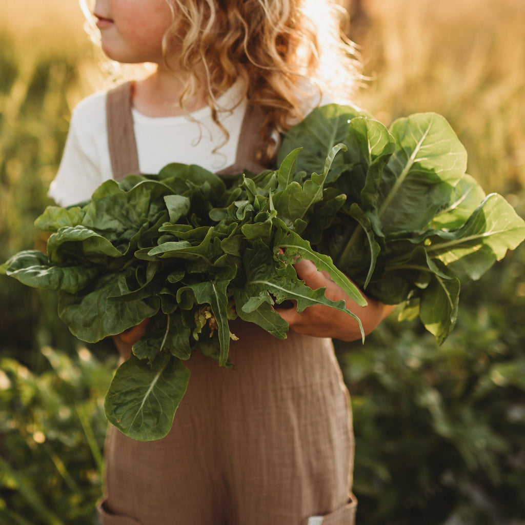 Baby Heirloom Lettuce Mix Seeds