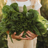 Baby Heirloom Lettuce Mix Seeds